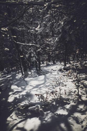 Forêt vosgienne sous la neige