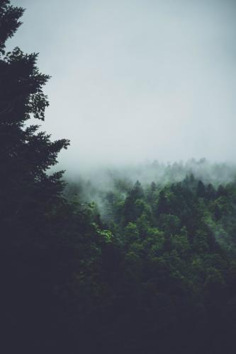 Forêt vosgienne dans les nuages