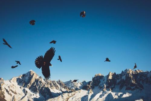 Les oiseaux... - Alpes